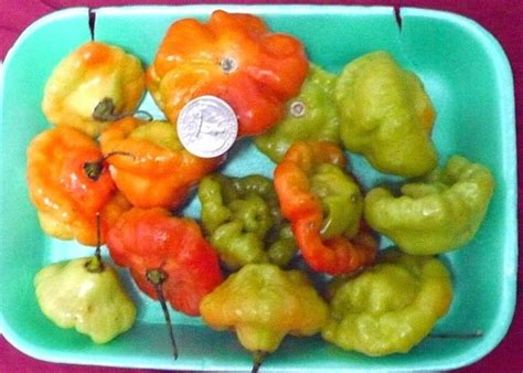 Aji Dulce 25 Seeds Spanish Carribean Cooking May 2017 Harvest