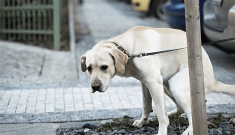 Is Diarrhea A Sign Of Cancer In Dogs