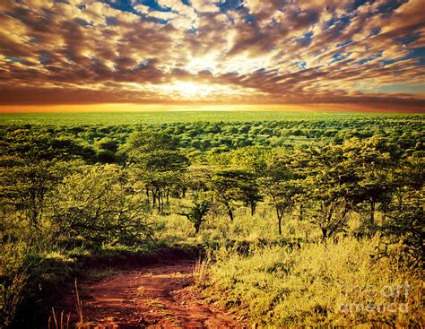 Serengeti Savanna Landscape In Tanzania Africa Photograph By Michal