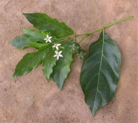 West African Plants A Photo Guide Morinda Lucida Benth