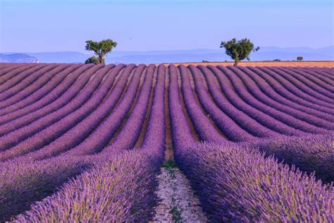 Die heilkraft der pflanze war bereits den römern bekannt. Lavendelfelder - Wann blüht der Lavendel in der Provence?