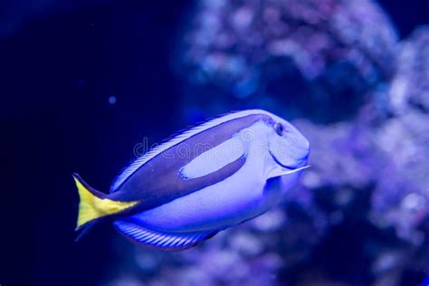 Blurry Photo Of A Blue Tang Fish Paracanthurus Hepatus Or Dory In A Sea