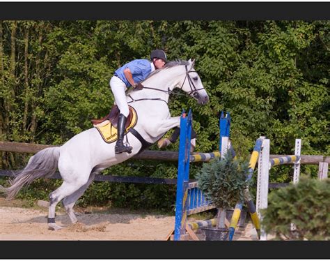 1956 1976 5 1 1 7 2 ludger beerbaum. Springreiten 1 Foto & Bild | sport, sport mit tieren ...