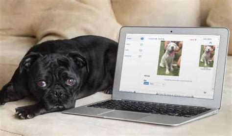 ShelterBuddy | Animal Shelter Database System, Animal Shelter, Animal