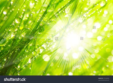 Fresh Morning Dew On Spring Grass In Sunrise Natural Background Stock