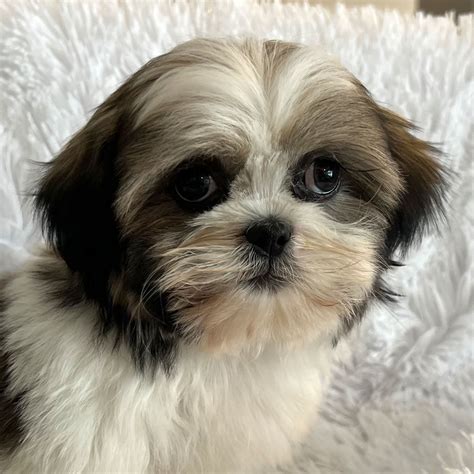 Shih Tzu Puppy For Sale Heavenly Puppies