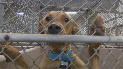 The shenandoah county animal shelter's main focus during this time is the wellness of the staff, the animals in our care, and the community. Harris County Animal Shelter gets big donation | khou.com