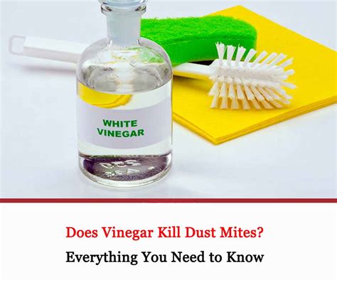 Does Vinegar Kill Dust Mites All About Dust Mites