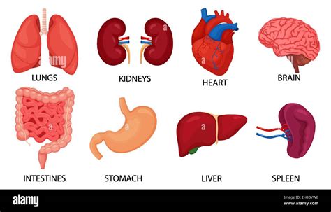 Human Internal Organs Set Brain Heart Lungs Stomach Intestines