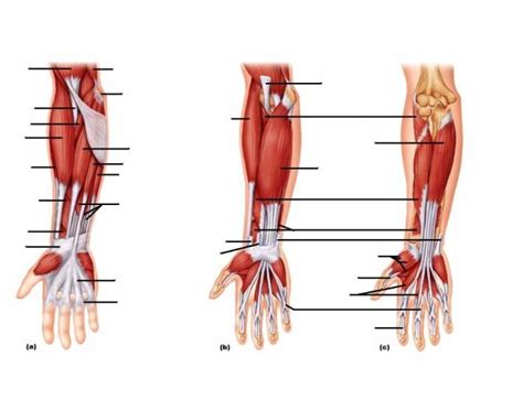 Wristhandforearm Diagram Quizlet