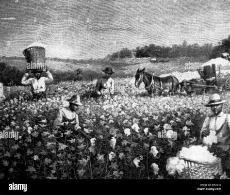 Slavery Slave Labour Slaves Working On Cotton Field USA Early 19th