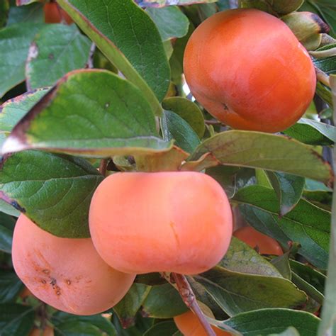 The asian persimmon (diospyros kaki). 2-3 Year Old Fuyu Persimmon Tree