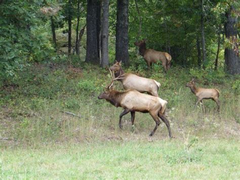 Discover The Majestic Elk And Wildlife At The Ozarks Nature Preserve
