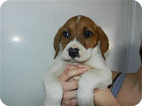 You will find boxer dogs for adoption and puppies for sale under the listings here. Evelynn | Adopted Puppy | South Jersey, NJ | Boxer/Beagle Mix
