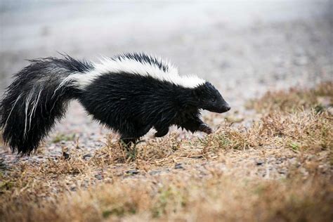 Skunk Causes Thousands Of Dollars In Damage To Home Aaac Wildlife