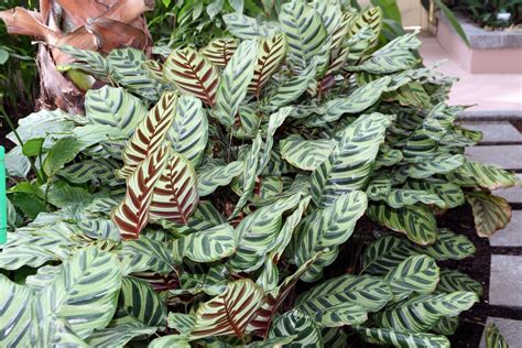 In exchange for all they give, indoor plants are protected from most pests, though a few manage to survive indoors. 20 Gorgeous Indoor Shade House Plants | House plants ...