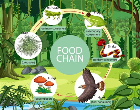 Rainforest Food Chain Animals Img Floppy
