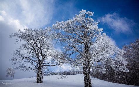 Winter Trees Hd Wallpaper Background Image 2560x1600