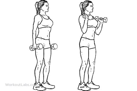 Standing Dumbbell Bicep Curls Push Workout Arm Workout Workout Plans
