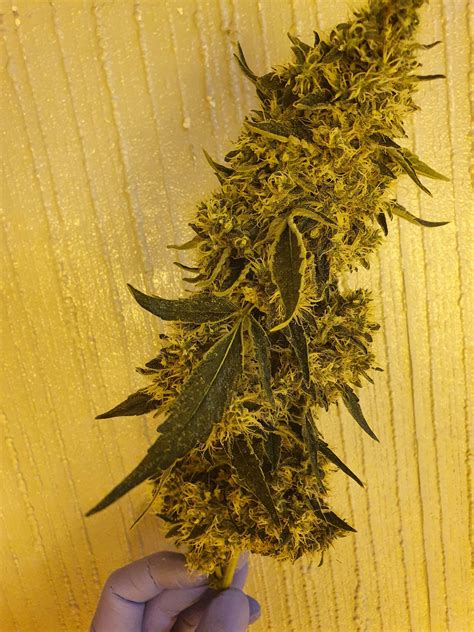 The Devils Harvest Seeds Rollex Og Kush Grow Diary Journal Harvest8 By Ajr77 Growdiaries