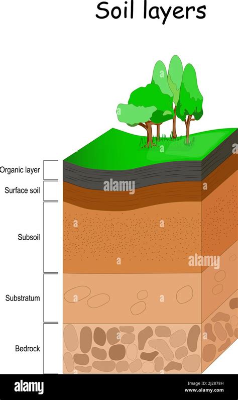 Capas De Suelo Estructura Del Suelo Diagrama Vectorial Infografía De