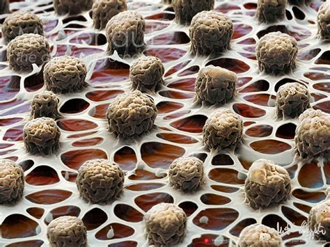 Mosquitoes need water to breed and will use any source of. Why mosquito eggs float - The World of Knowledge