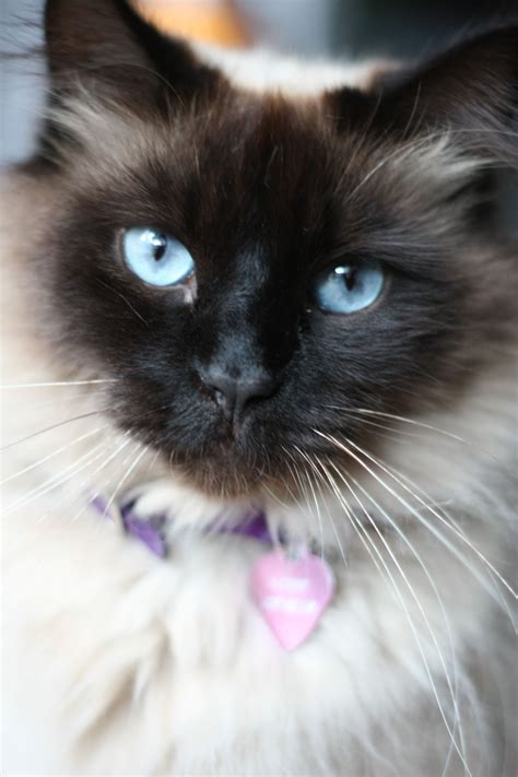 Balinese Cat Looks Exactly Like My Cat Latte Kittens And Puppies