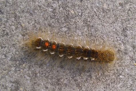 Watch Out For Influx Of Brown Tail Moth Caterpillars