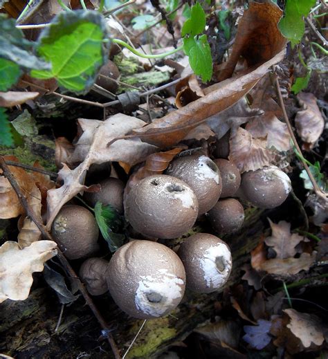 Apparenté également à la famille des agaricaceae, ce champignon est digne d'apparaitre dans le livre des records, tant ses dimensions peuvent être impressionnantes ! vesses-de-loup (serie) | funghi strani, se toccati ...