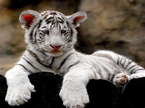 White Tiger Cubs Cute Tiger Cub Hd Wallpaper Pxfuel