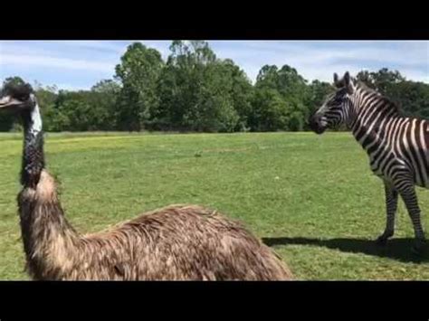 My family and friends decided to visit this safari located at gentry ar on memorial weekend of 2018. Wild Wilderness Drive Through Safari In Gentry Arkansas ...
