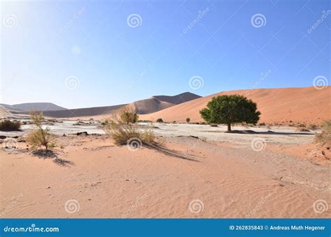 Deadvlei Sossusvlei Dry Pan Trees Desert Sand Dunde Namibia Africa
