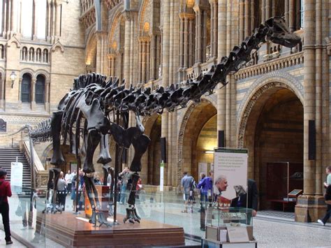 Dippy The Dinosaur Leaves Londons Natural History Museum After 112 Years