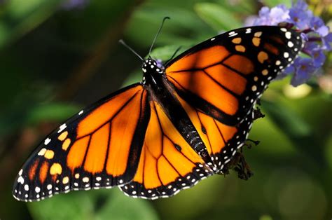 Monarch Butterfly Flickr Photo Sharing