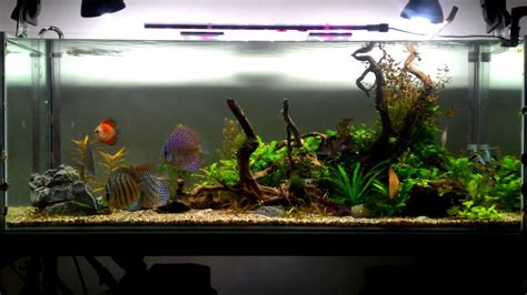 Low Tech Planted Discus Tank 240l Youtube