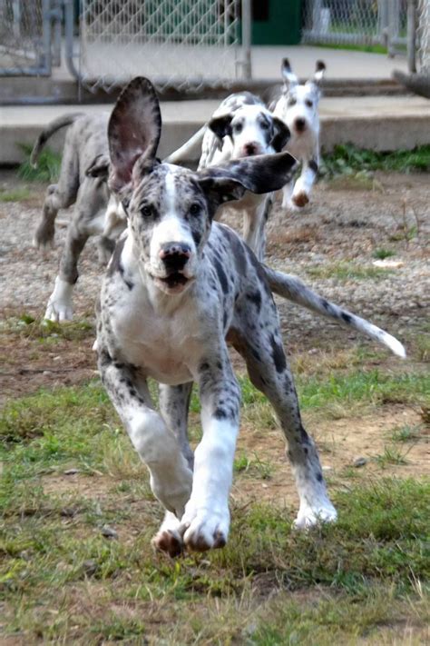 He is brindle and white in color. Shutterfly | Great dane dogs, Dane puppies, Great dane puppy