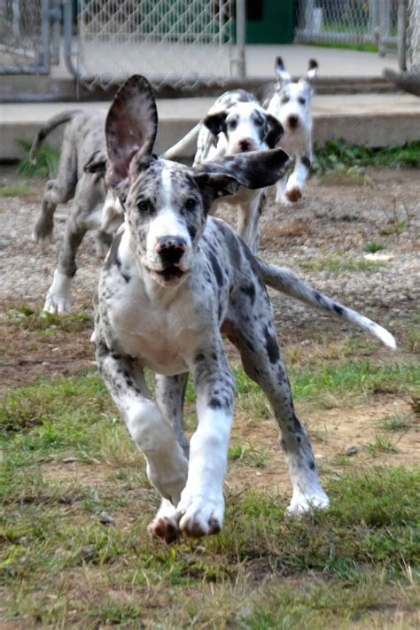 Great danoodle (great dane x poodle mix) info, temperament, puppies, pictures. Shutterfly | Great dane dogs, Dane puppies, Great dane puppy