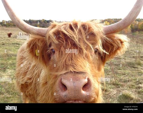 Highland Cattle Face Stock Photo Alamy