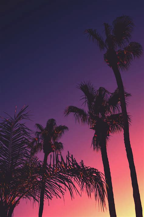 Tropical Night Background With Palm Trees At Sunset Photograph By