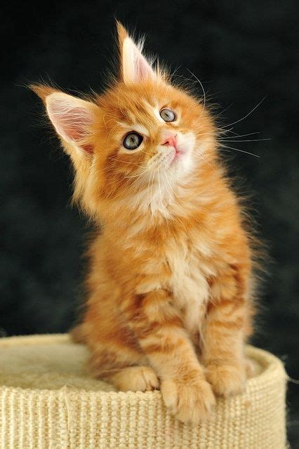 Orange Maine Coon Kitten Want More Cats And Kittens Pinterest