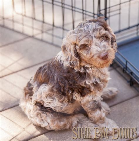 How much does a miniature labradoodle puppy cost? Chocolate Merle Australian Labradoodle Puppy | Australian ...