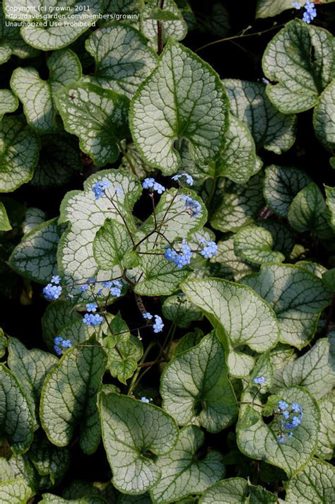 Plantfiles Pictures Brunnera Variegated Siberian Bugloss False