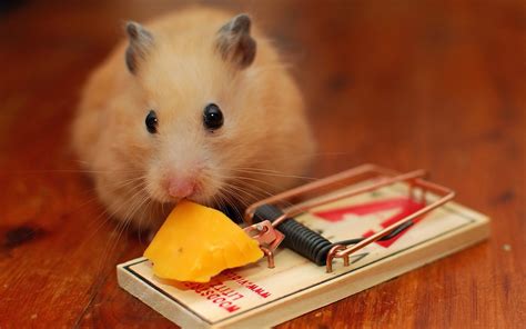 Hamster Hd Wallpaper Background Image 1920x1200 Id