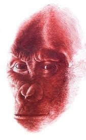 Graecopithecus freybergi von koenigswald, 1972; LOS PRIMEROS PRIMATES