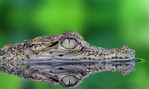 Maybe you would like to learn more about one of these? Soñar con Cocodrilos | Significado e interpretaciones más ...
