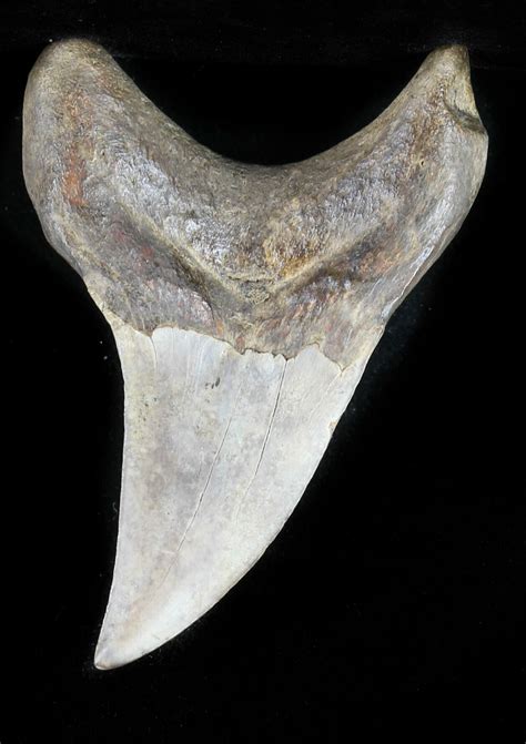 Rare Benedini (Extinct Thresher Shark) Tooth - 2.82" For Sale (#30938