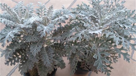 Dusty Millersilver Dust And Ornamental Plantfull Care Tips Youtube