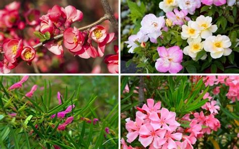 Find flowering shrubs for full sun: 10 Flowering Shrubs for Full Sun - Garden Lovers Club