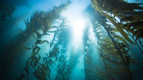 Why Are Kelp Forests Disappearing Youngzine Changing Ecosystems