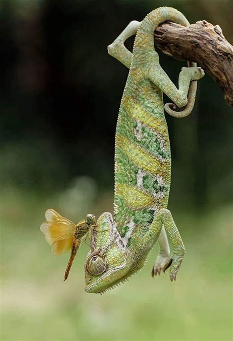 It's important to note that most of that length actually comes from the tail. SimpleDisorder.com in 2020 | Animals, Amphibians, Reptiles pet
